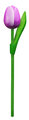 Kleine Tulpe am Stiel – 20 cm – lilaweiß