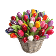 36 Multicolor Grote Tulpen in rietenmand 