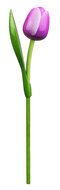 Grote tulp op steel - 34 cm - paars wit