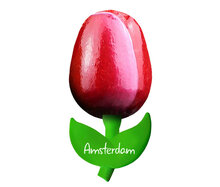 Kleine tulp magneet - 6 cm - rood wit - Amsterdam
